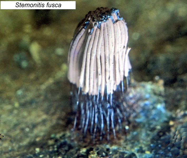 Stemonitis fusca