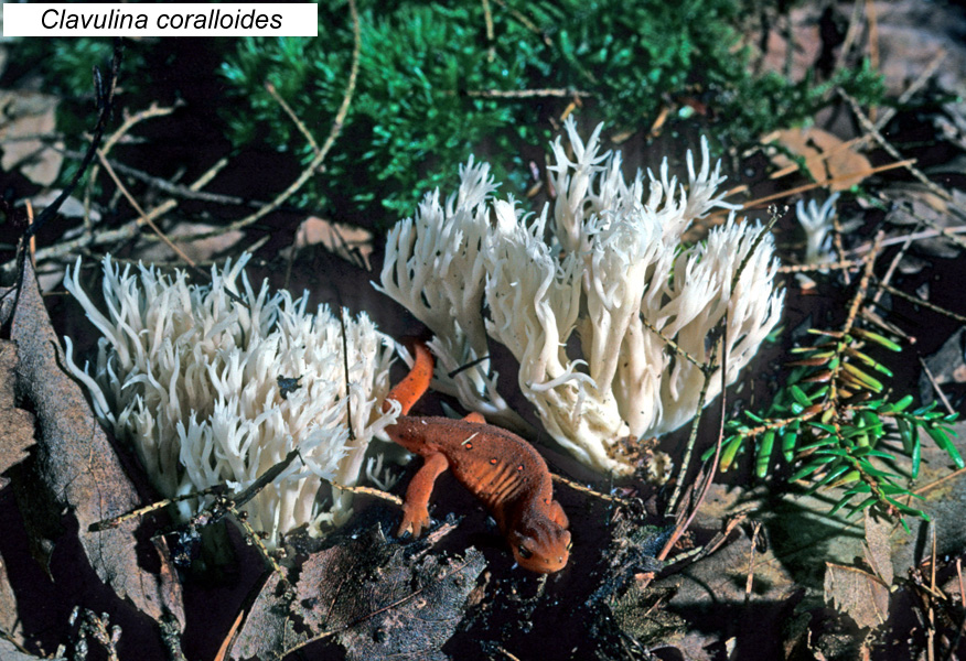 Clavulina coralloides