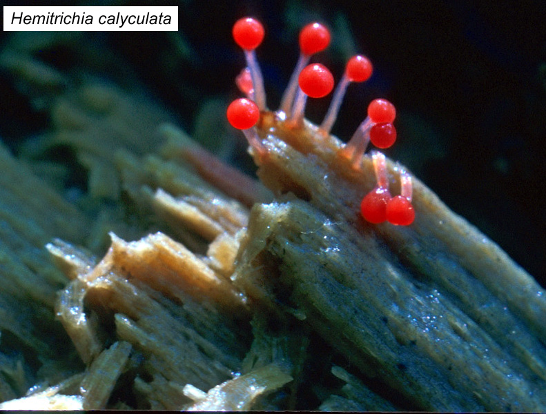 Hemitrichia calyculata
