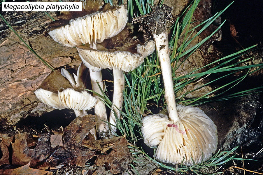 Megacollybia platyphylla