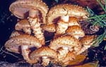 Pholiota squarrosoides