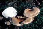 Royoporus badius