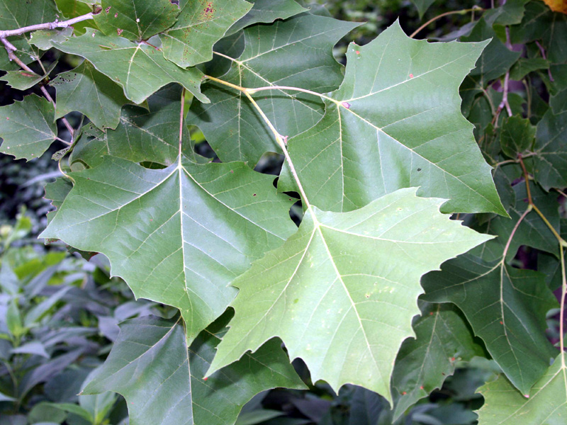 Plantanus occidentalis